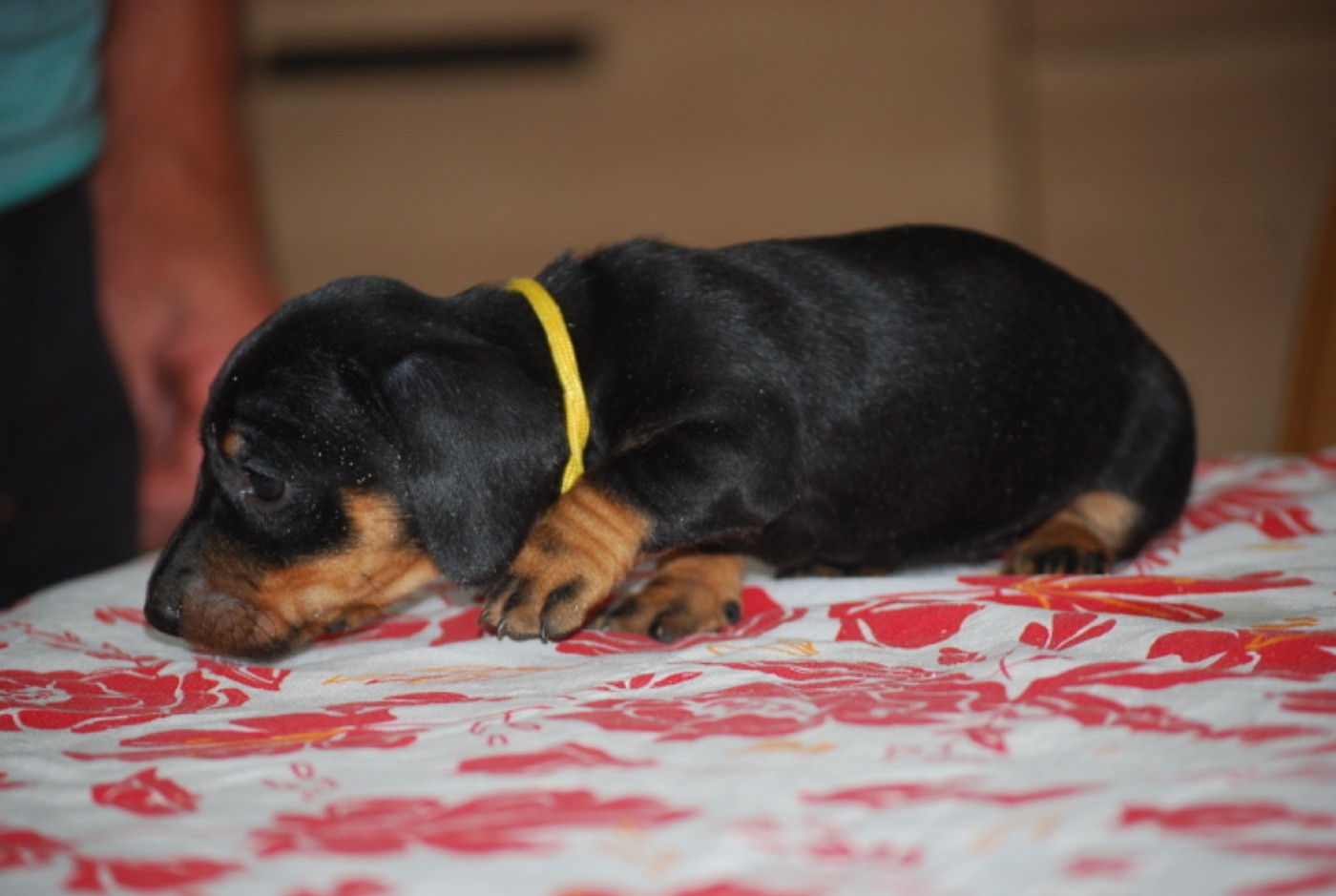 Zadatis - Chiots disponibles - Teckel poil ras