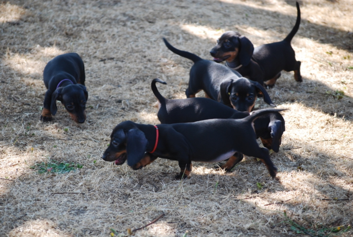 Chiot Teckel poil ras Zadatis