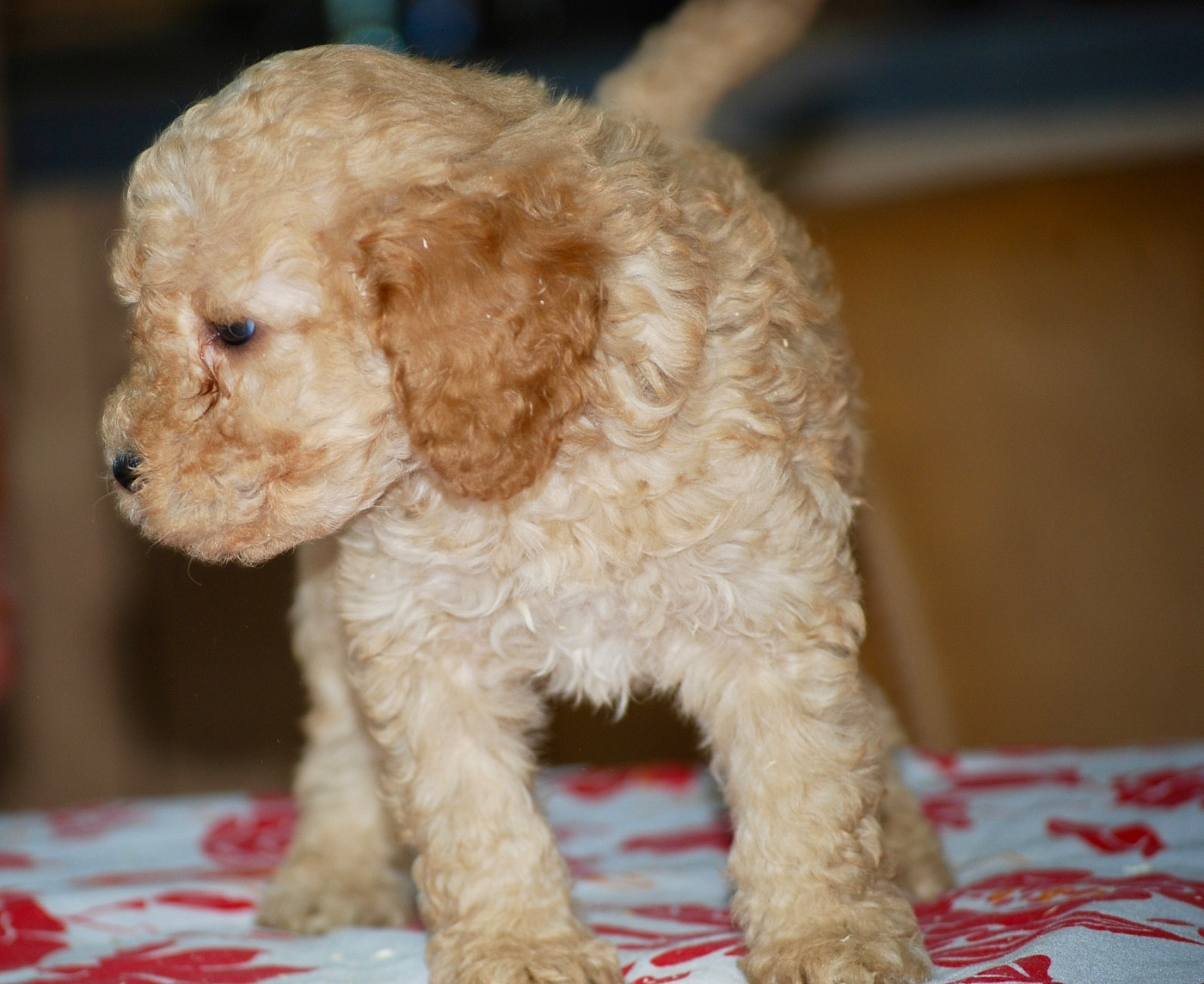 Zadatis - Chiots disponibles - Caniche
