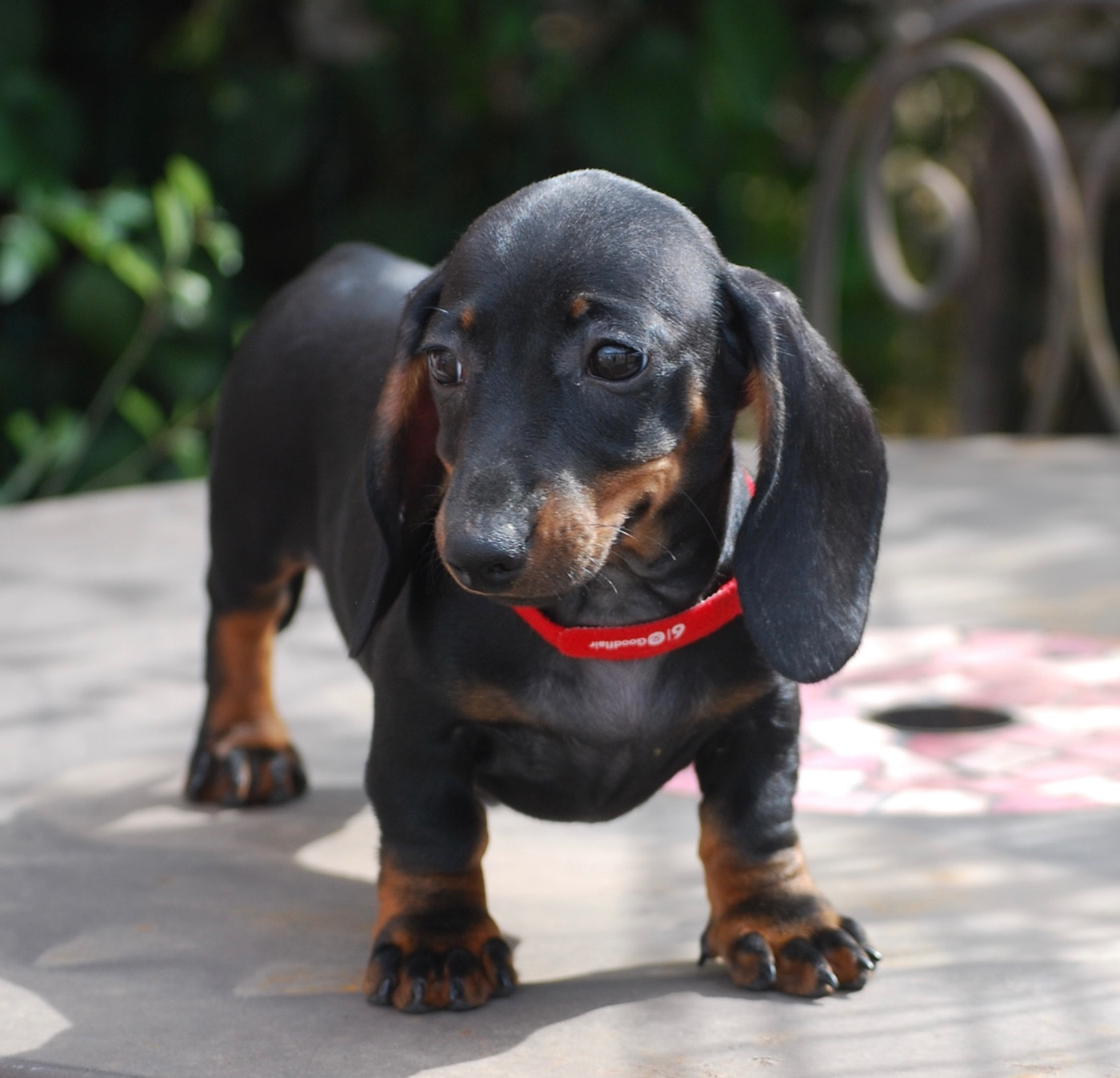 Chiot Teckel poil ras Zadatis
