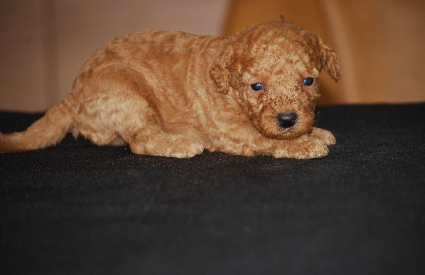 Zadatis - Chiots disponibles - Caniche