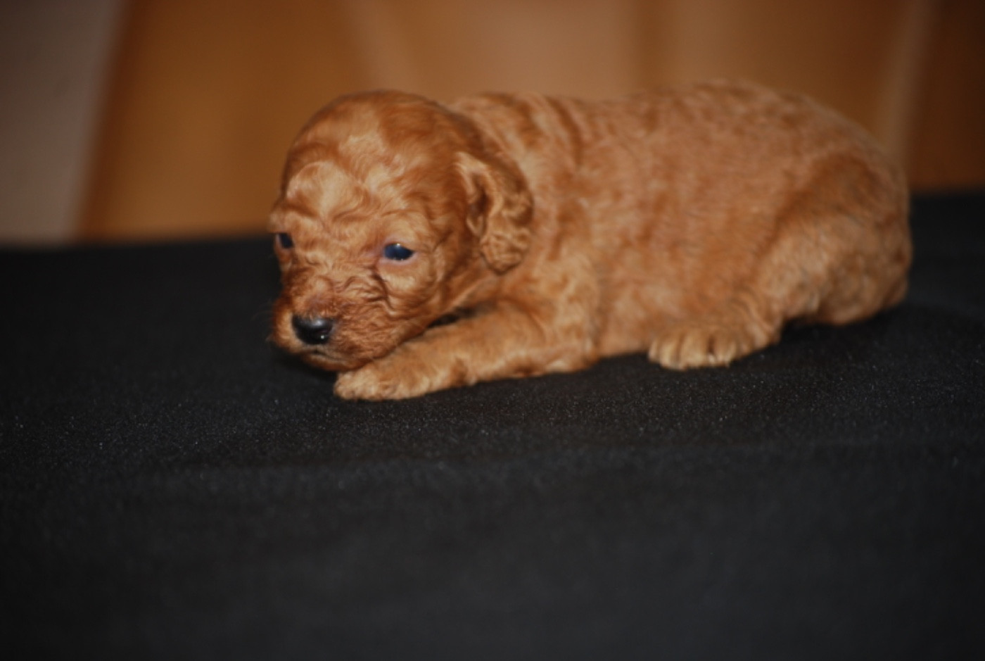 Zadatis - Chiots disponibles - Caniche