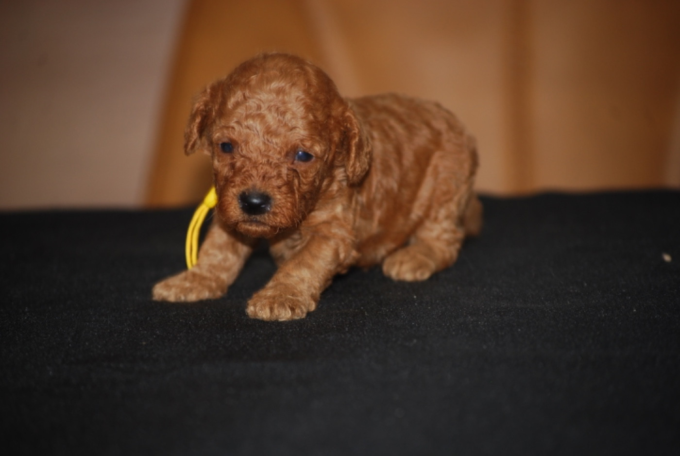 Zadatis - Chiots disponibles - Caniche