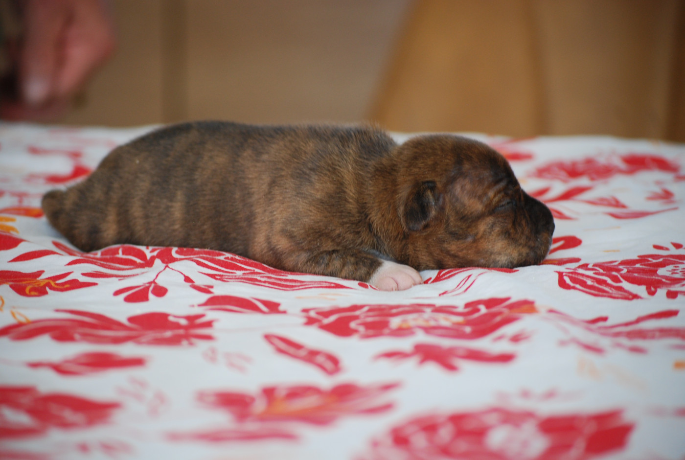 Zadatis - Chiots disponibles - Staffordshire Bull Terrier