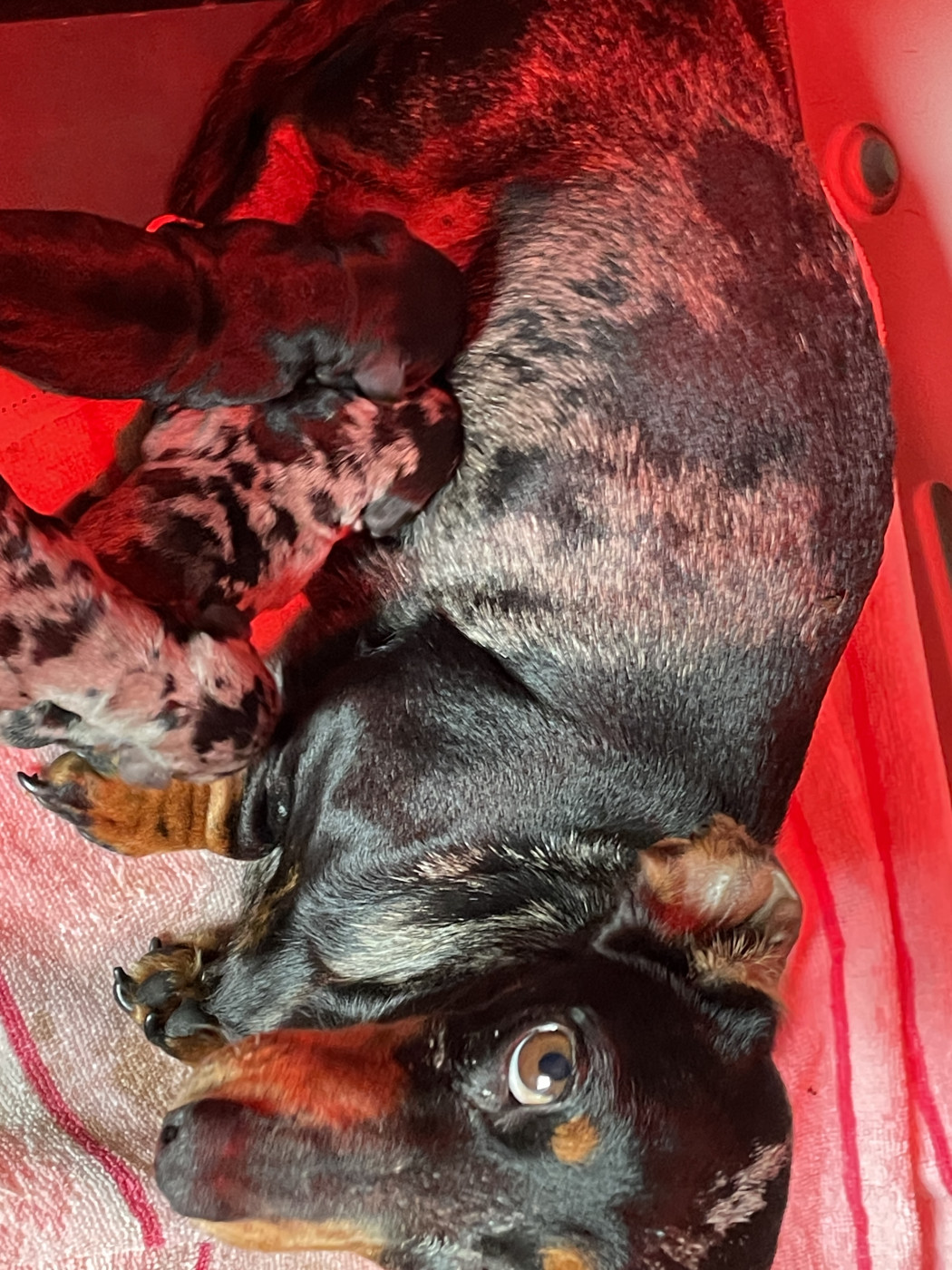 Chiot Teckel poil ras Zadatis