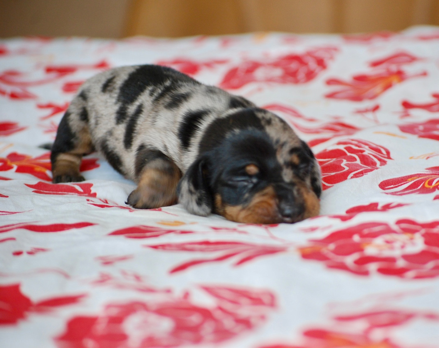 Zadatis - Chiots disponibles - Teckel poil ras