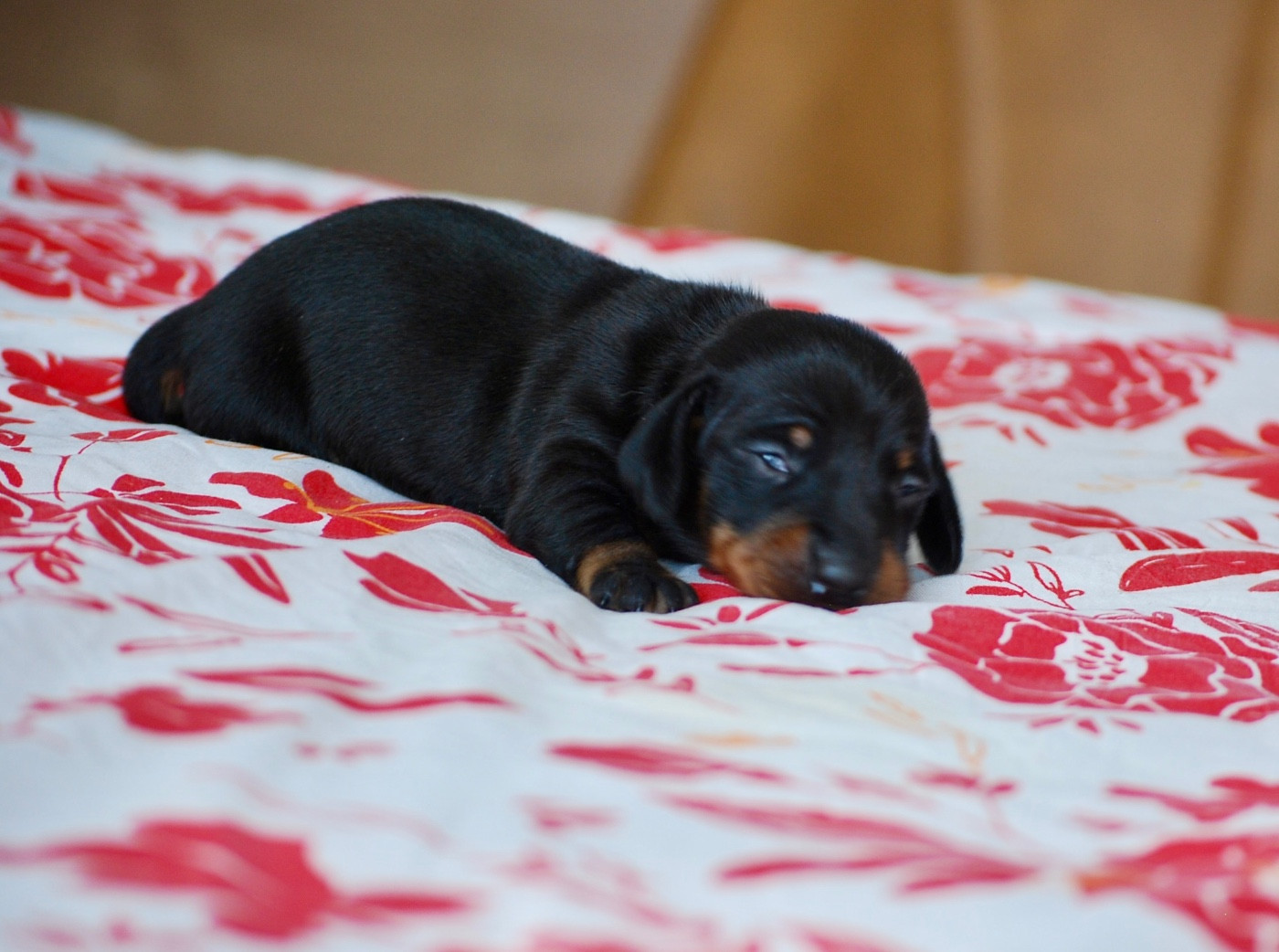 Zadatis - Chiots disponibles - Teckel poil ras