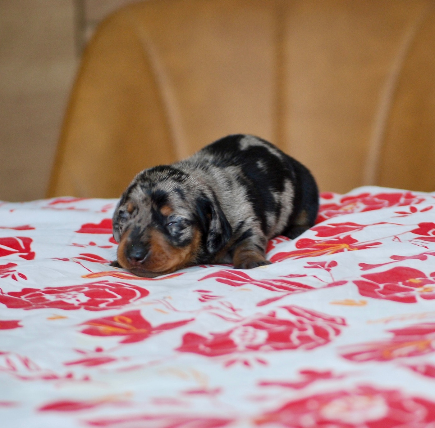 Zadatis - Chiots disponibles - Teckel poil ras