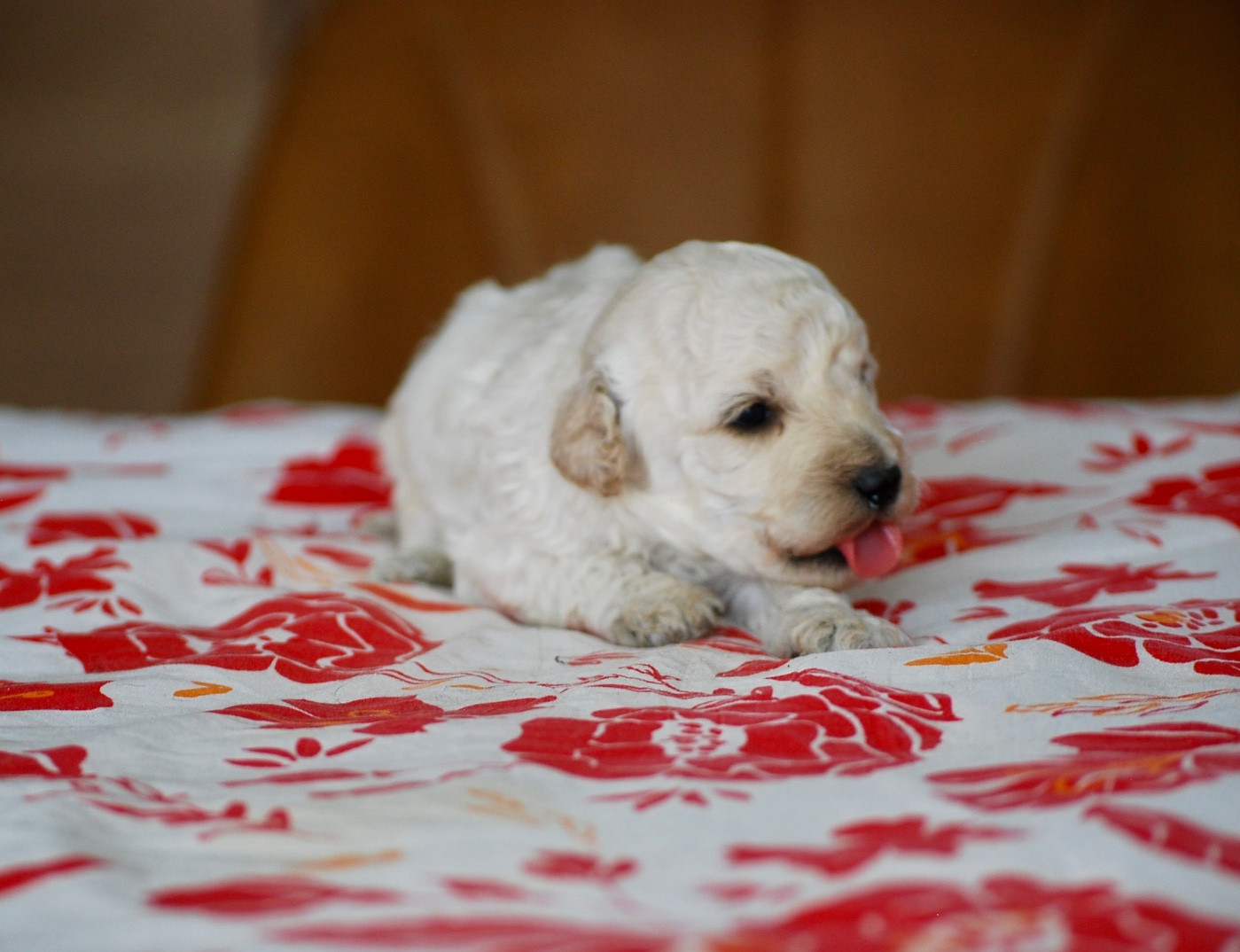Zadatis - Chiots disponibles - Caniche