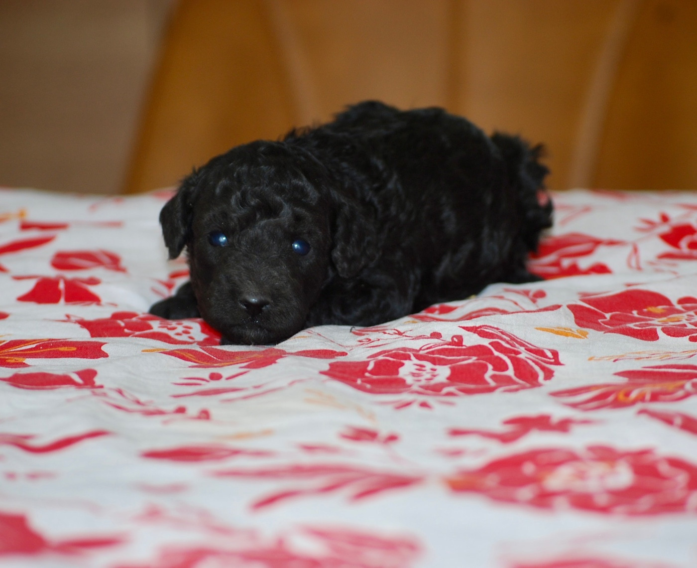 Zadatis - Chiots disponibles - Caniche