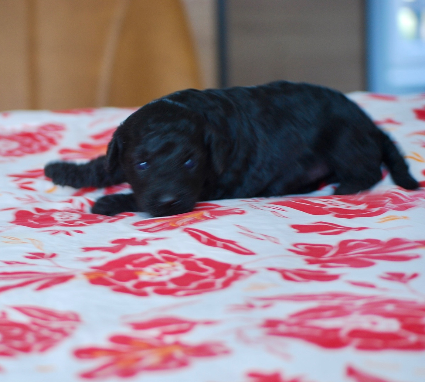 Zadatis - Chiots disponibles - Caniche