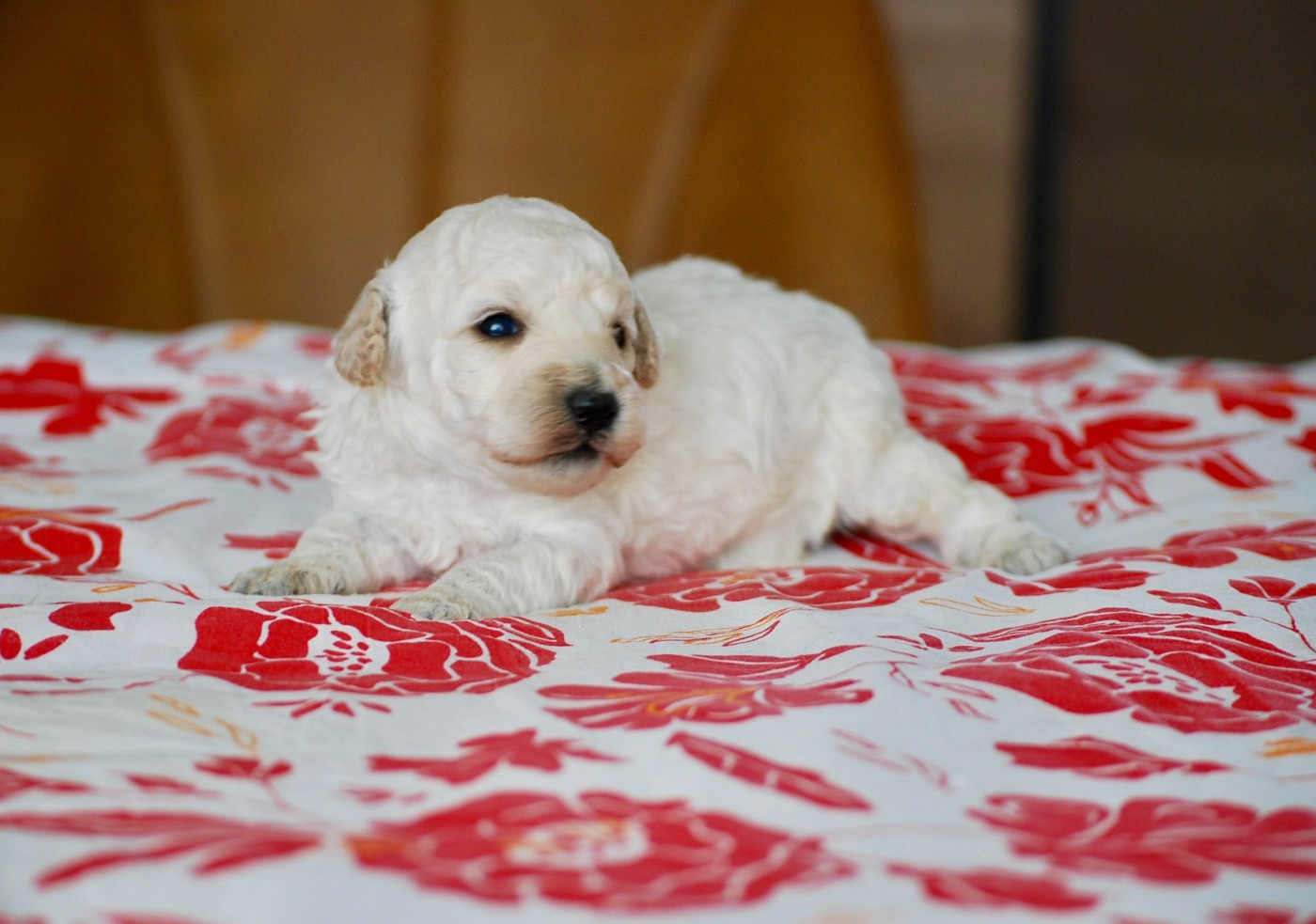 Chiot Caniche Zadatis