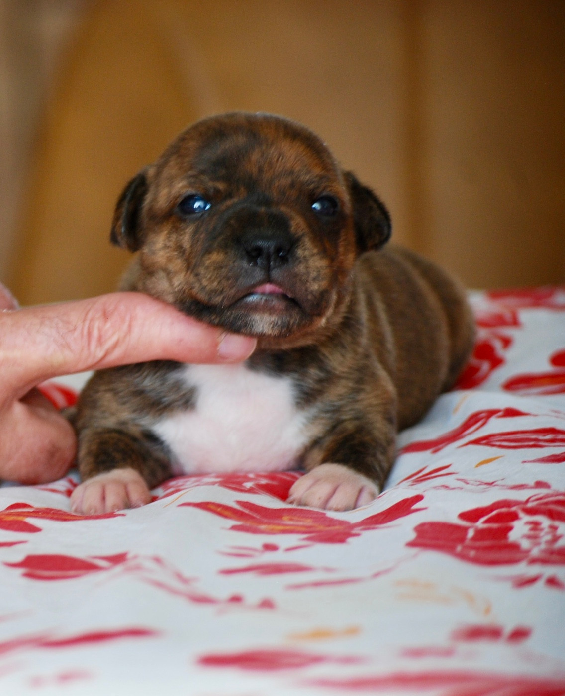 Zadatis - Chiots disponibles - Staffordshire Bull Terrier