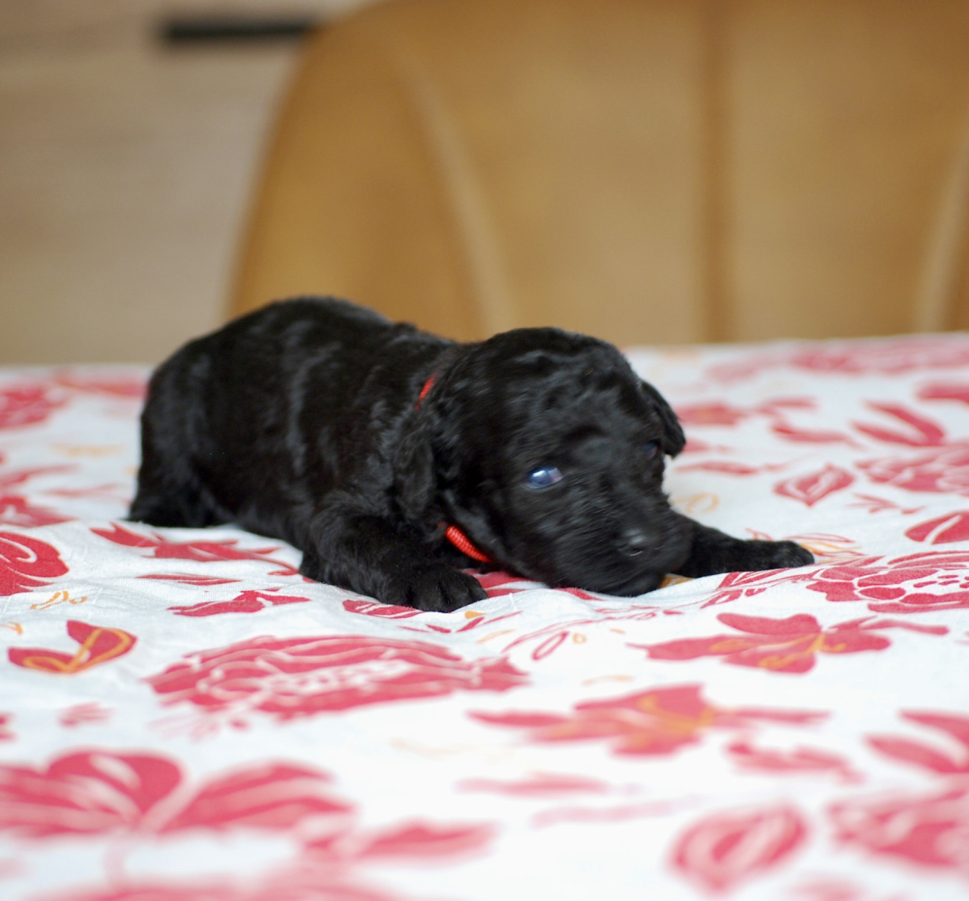 Chiot Caniche Zadatis
