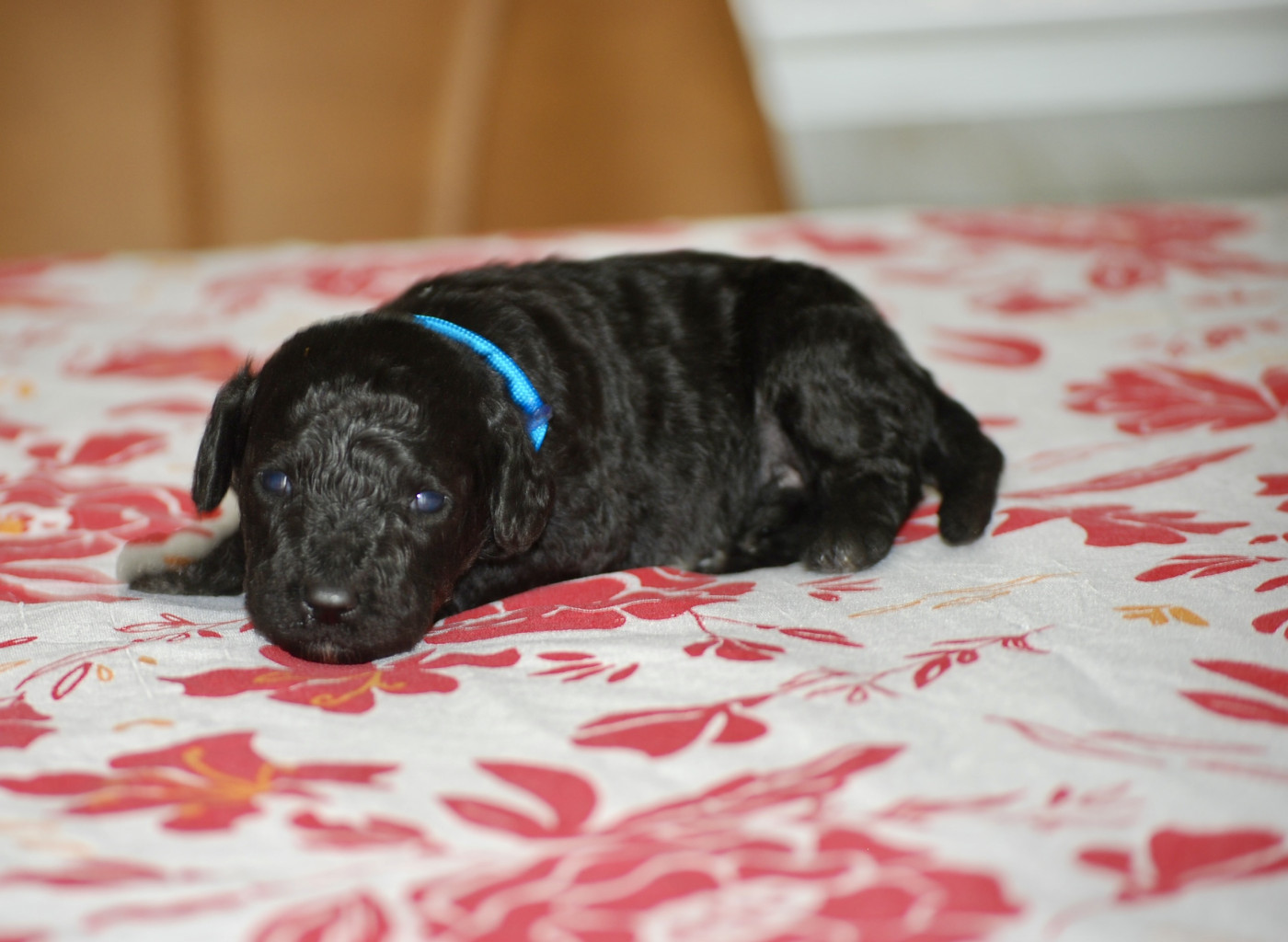Zadatis - Chiots disponibles - Caniche