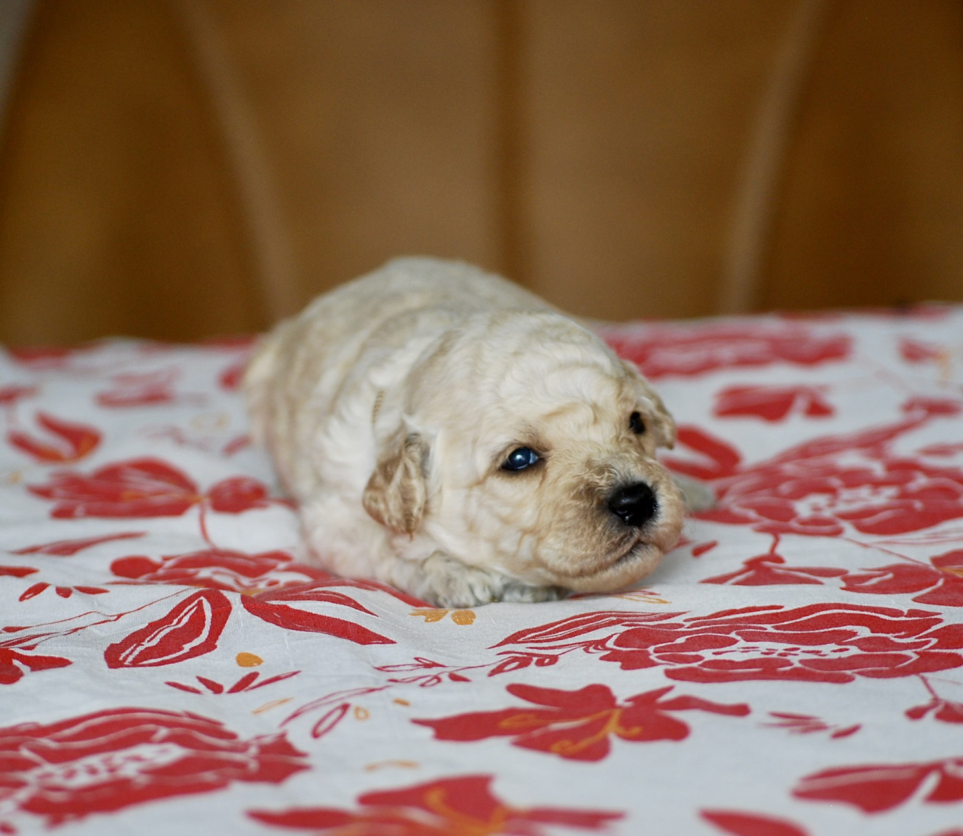 Zadatis - Chiots disponibles - Caniche