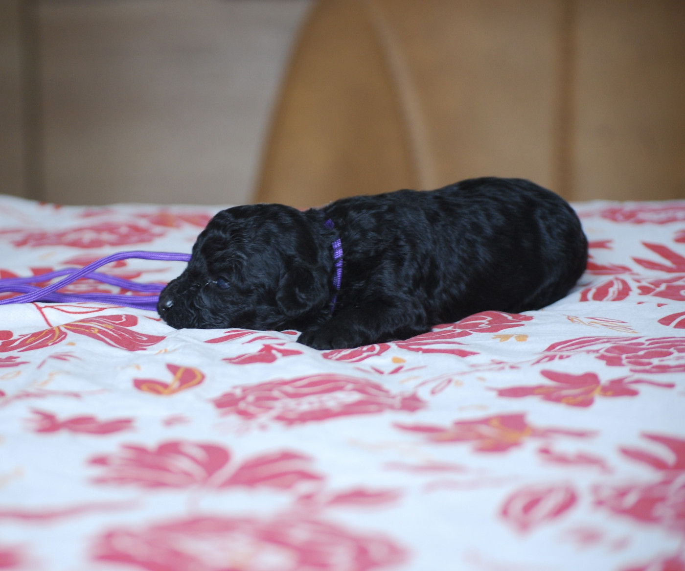 Zadatis - Chiots disponibles - Caniche