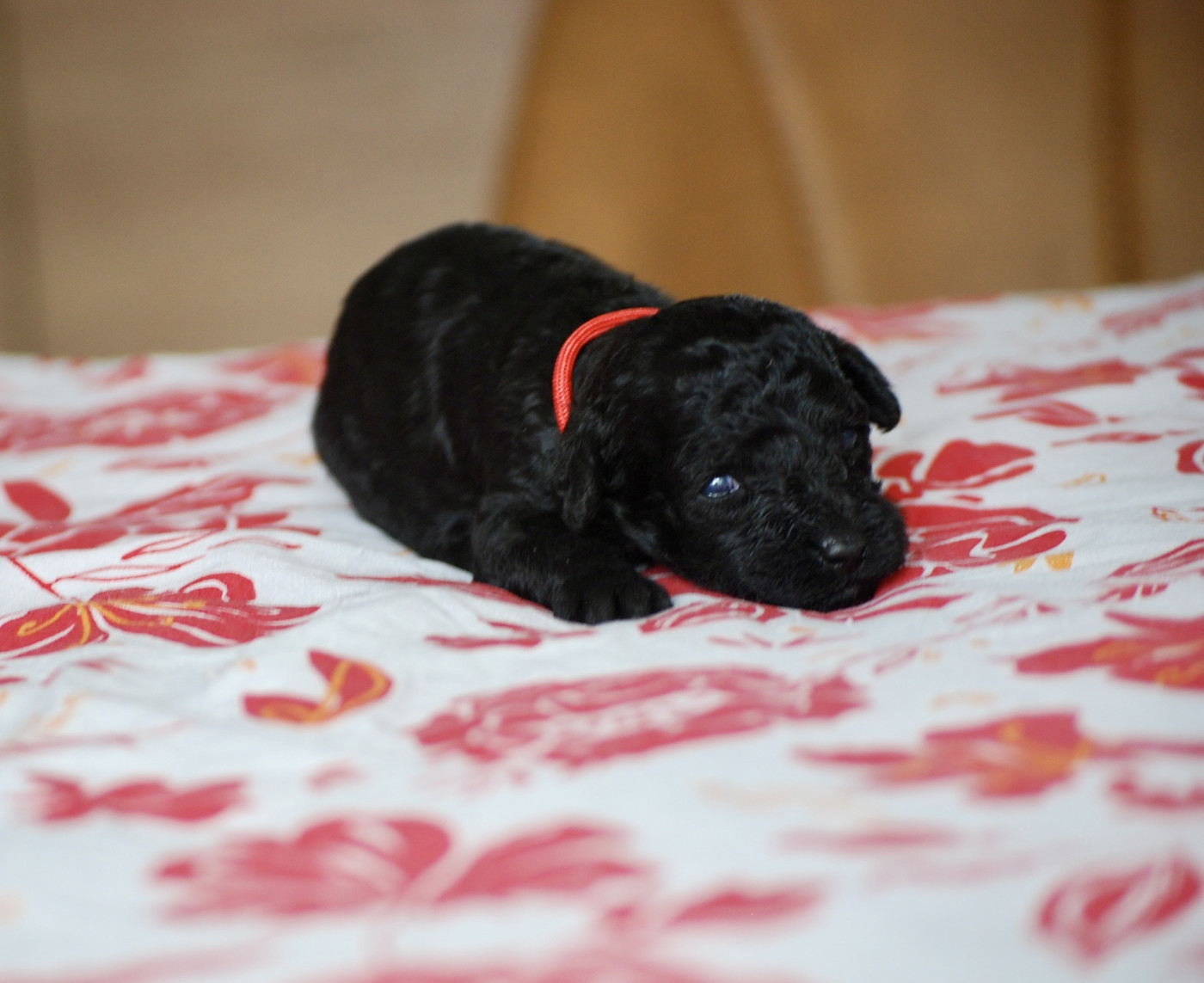 Zadatis - Chiots disponibles - Caniche