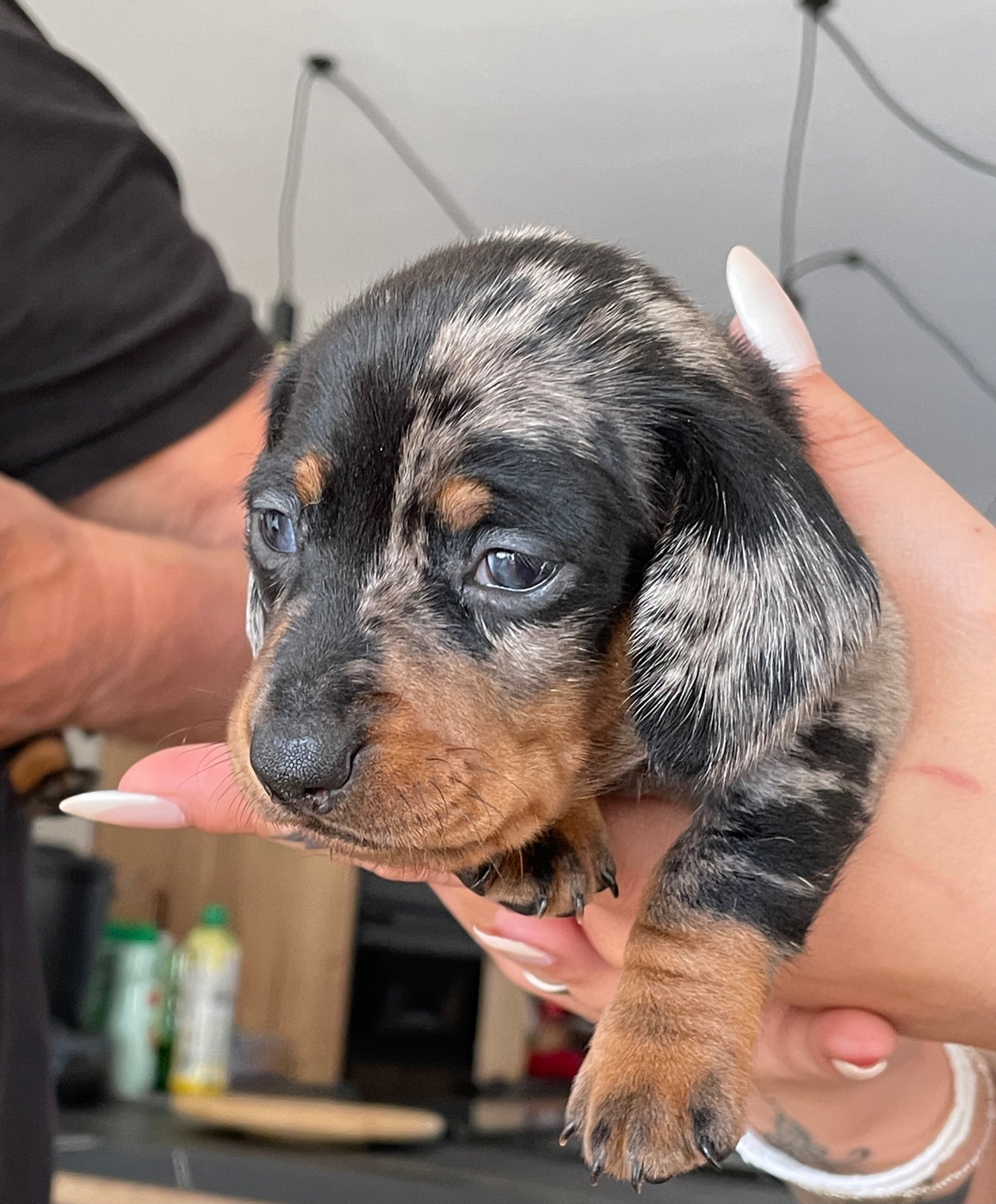 Chiot Teckel poil ras Zadatis