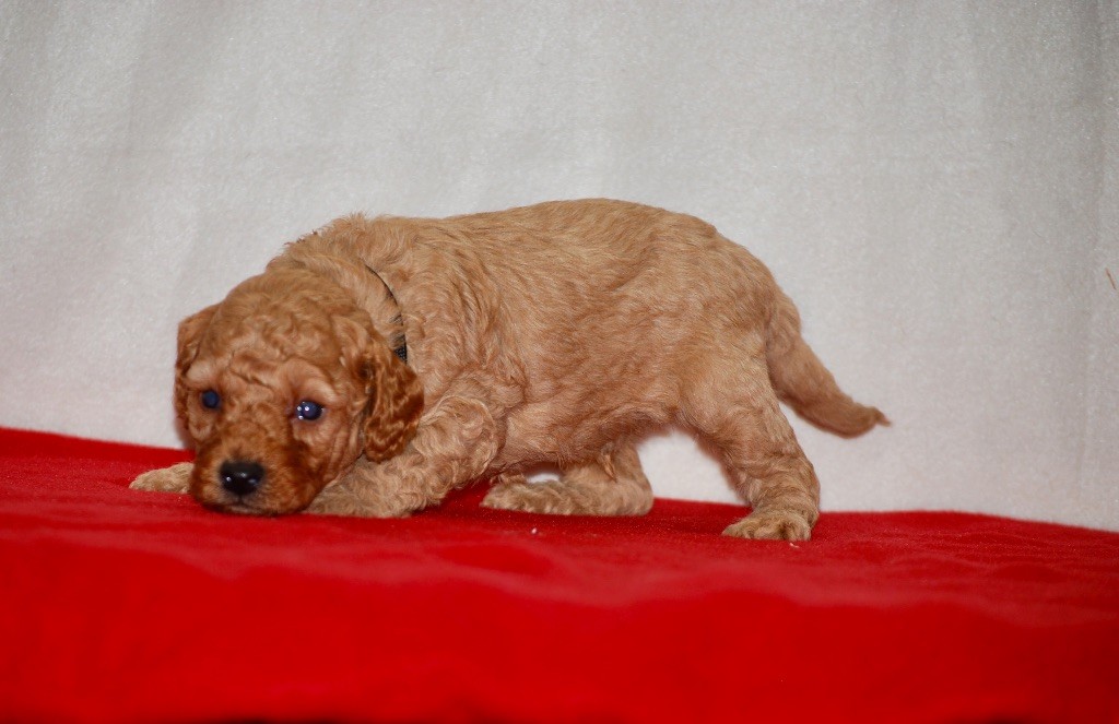 Zadatis - Chiots disponibles - Caniche