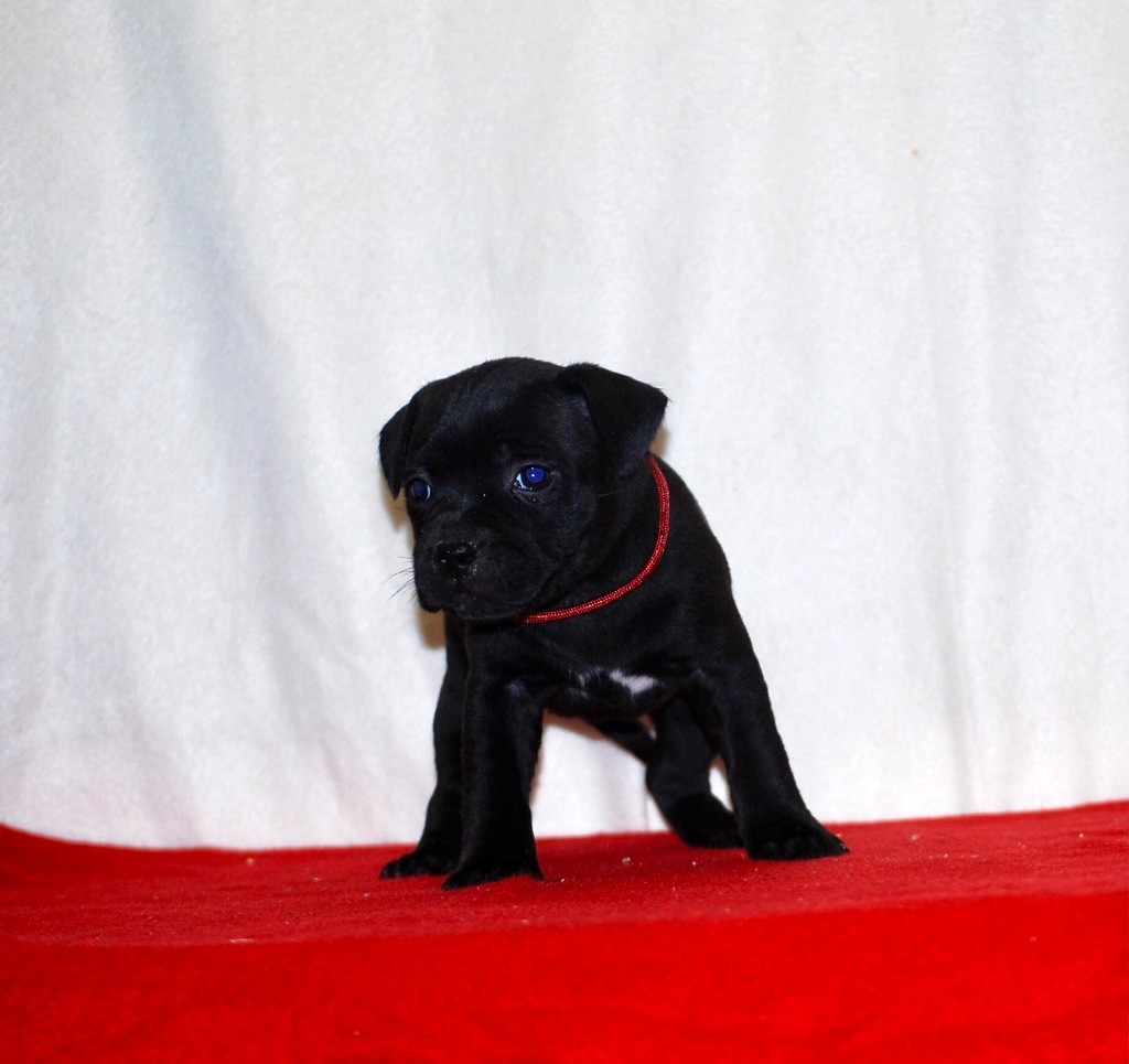 Zadatis - Chiots disponibles - Staffordshire Bull Terrier