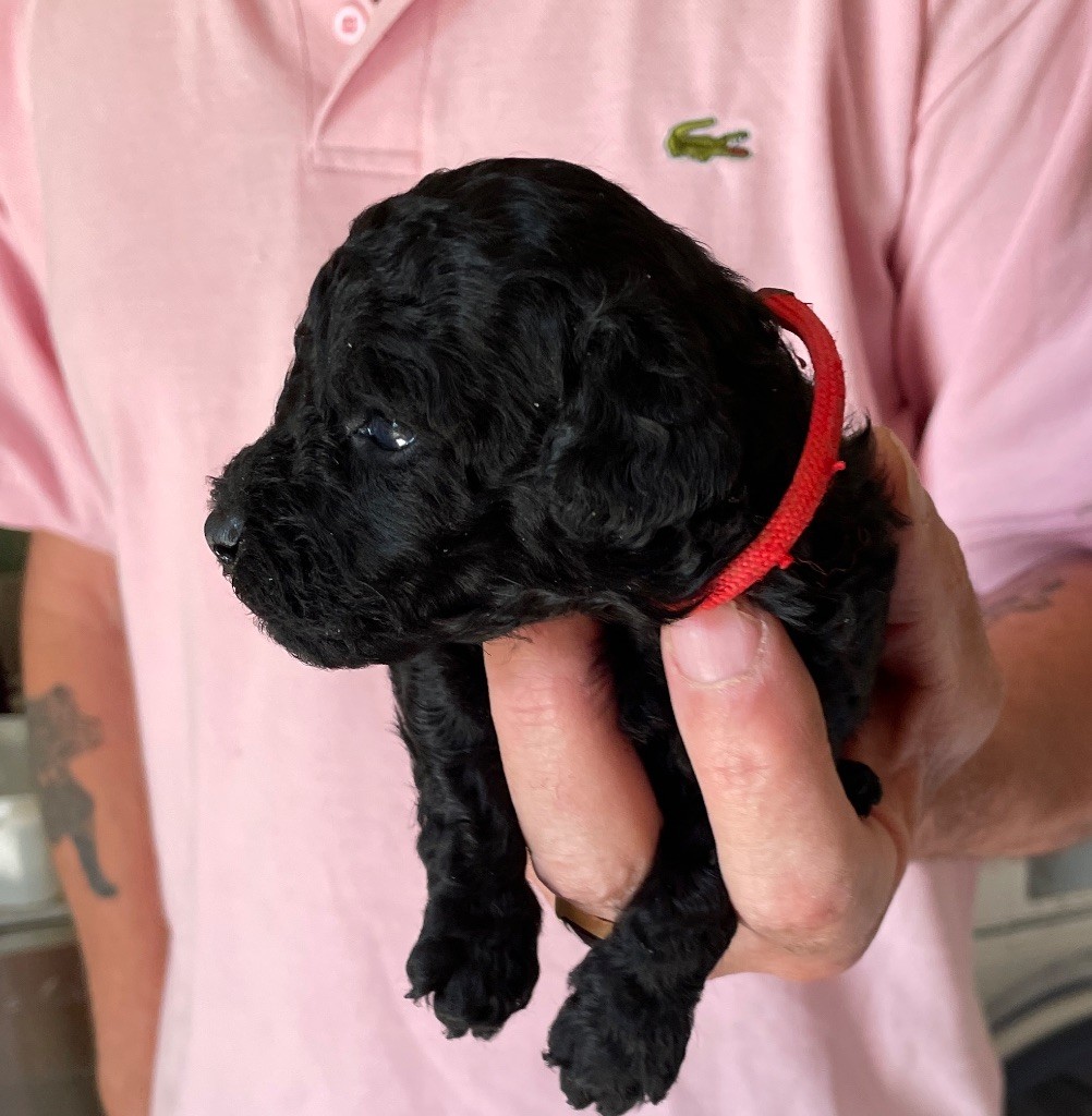 Zadatis - Chiots disponibles - Caniche