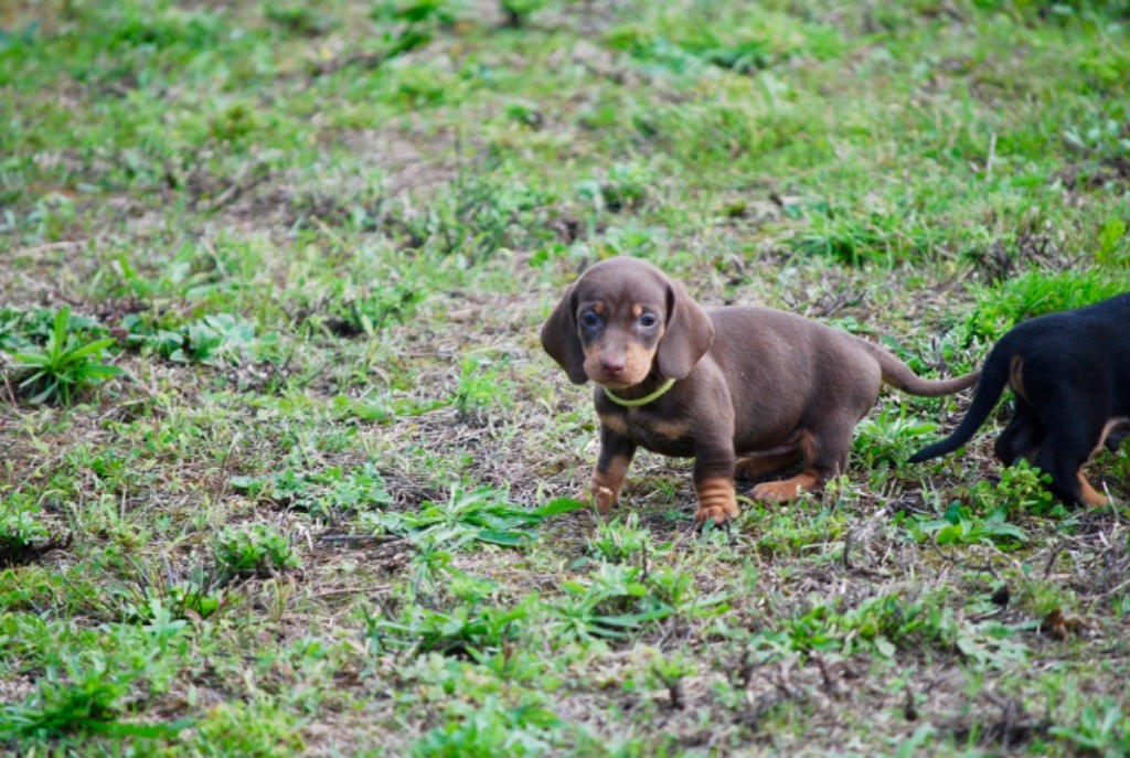 Zadatis - Teckel poil ras - Portée née le 30/08/2025