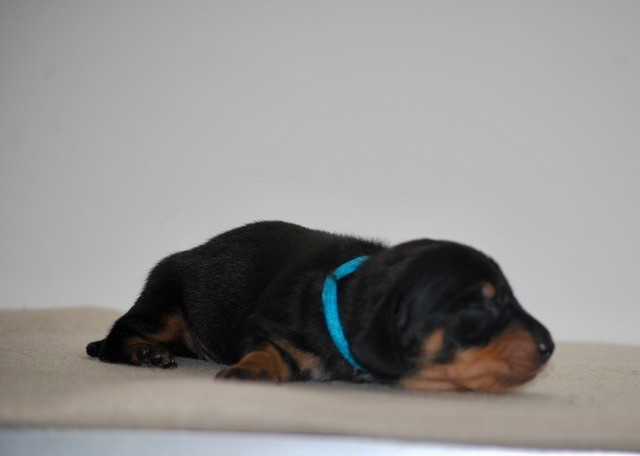 Zadatis - Chiots disponibles - Teckel poil ras