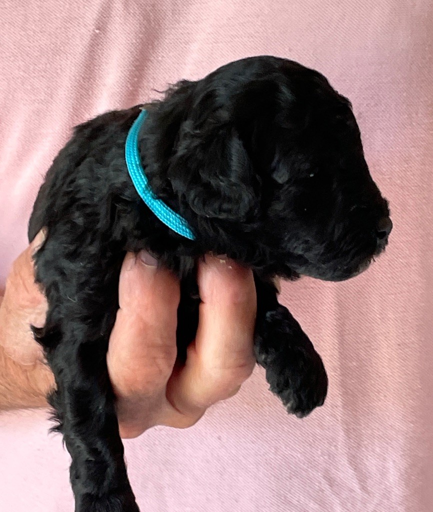 Zadatis - Chiots disponibles - Caniche