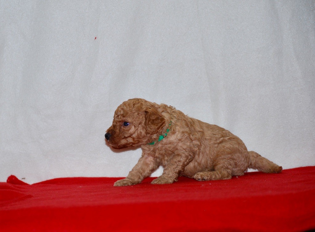 Zadatis - Caniche - Portée née le 01/10/2025