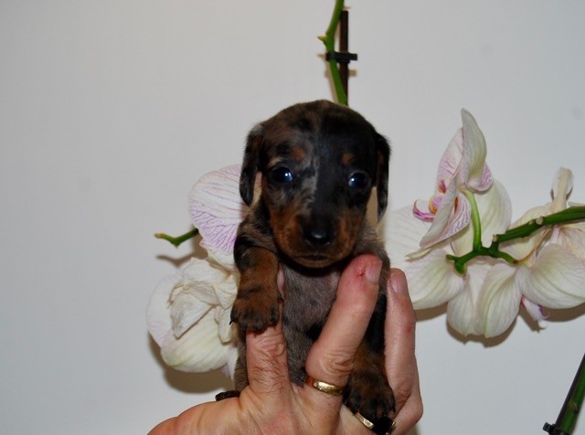 Zadatis - Chiots disponibles - Teckel poil ras