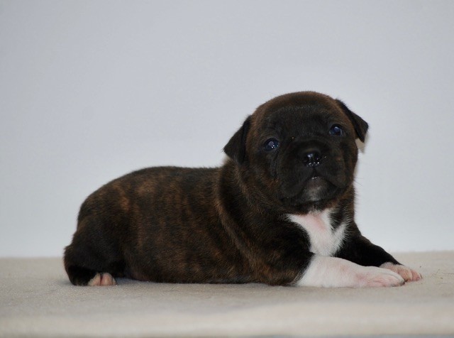 Zadatis - Chiots disponibles - Staffordshire Bull Terrier