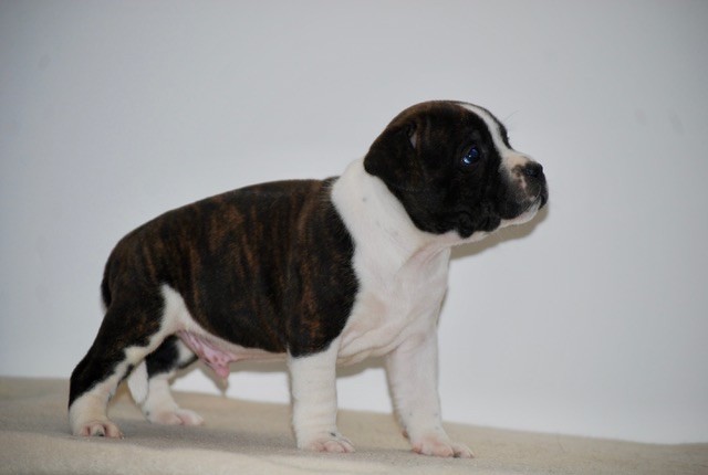 Zadatis - Chiots disponibles - Staffordshire Bull Terrier