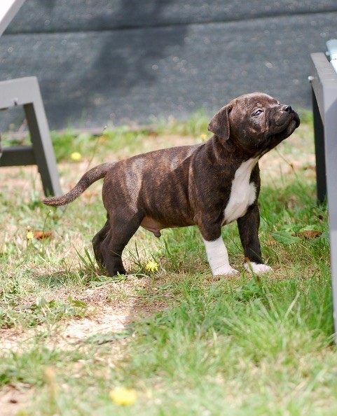 Zadatis - Chiots disponibles - Staffordshire Bull Terrier