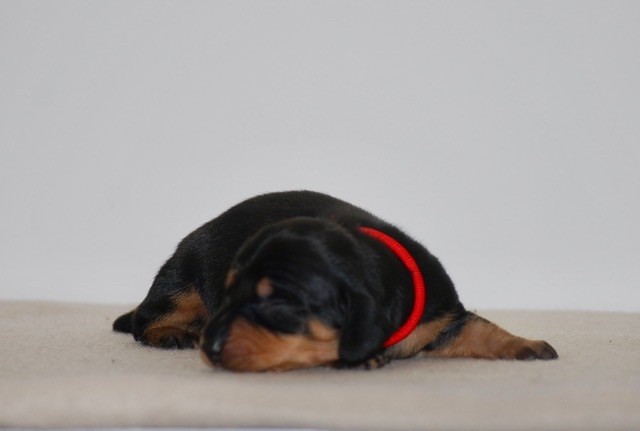 Zadatis - Chiots disponibles - Teckel poil ras