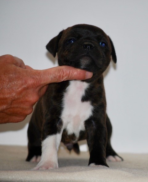 Zadatis - Chiots disponibles - Staffordshire Bull Terrier