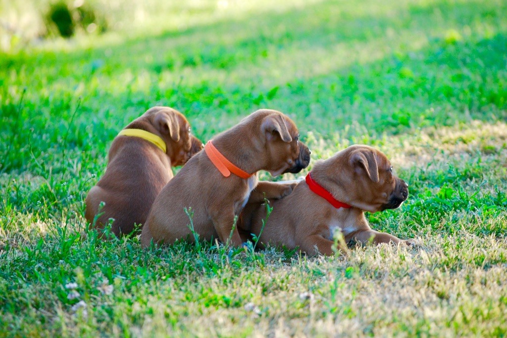 Chiot Staffordshire Bull Terrier Zadatis