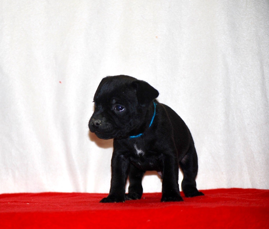 Zadatis - Chiots disponibles - Staffordshire Bull Terrier
