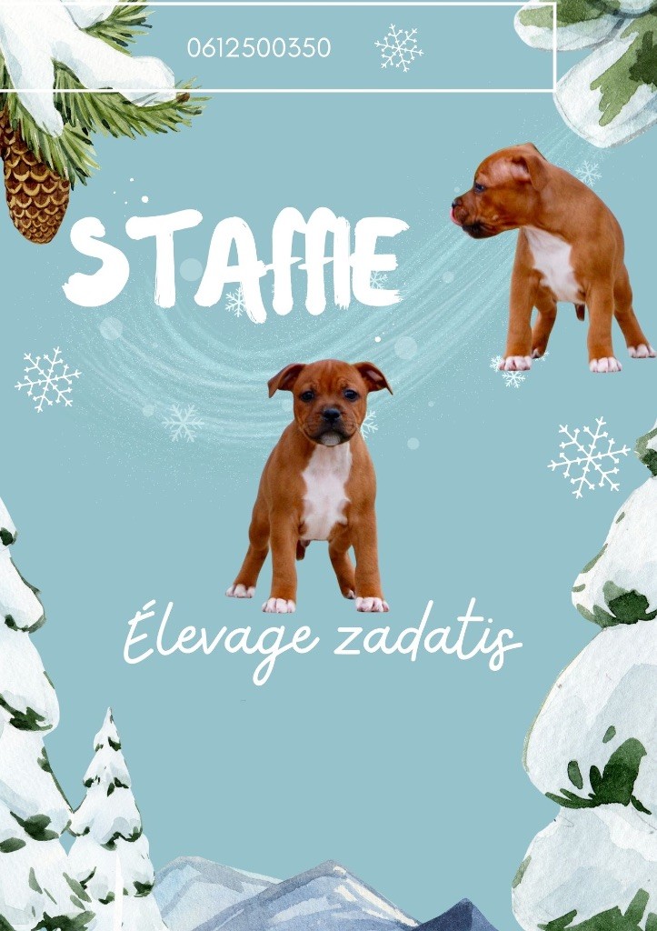 Chiot Staffordshire Bull Terrier Zadatis