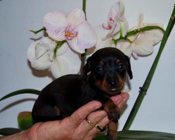 Chiot Teckel poil ras Zadatis
