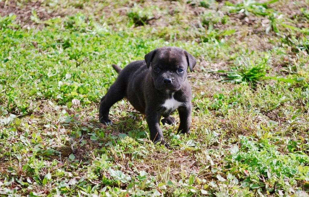 Zadatis - Chiots disponibles - Staffordshire Bull Terrier