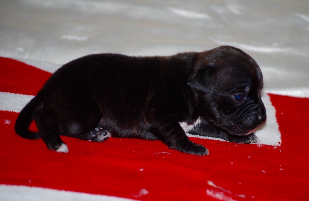 CHIOT
