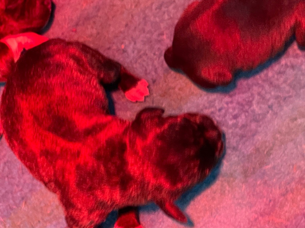 Zadatis - Chiots disponibles - Staffordshire Bull Terrier