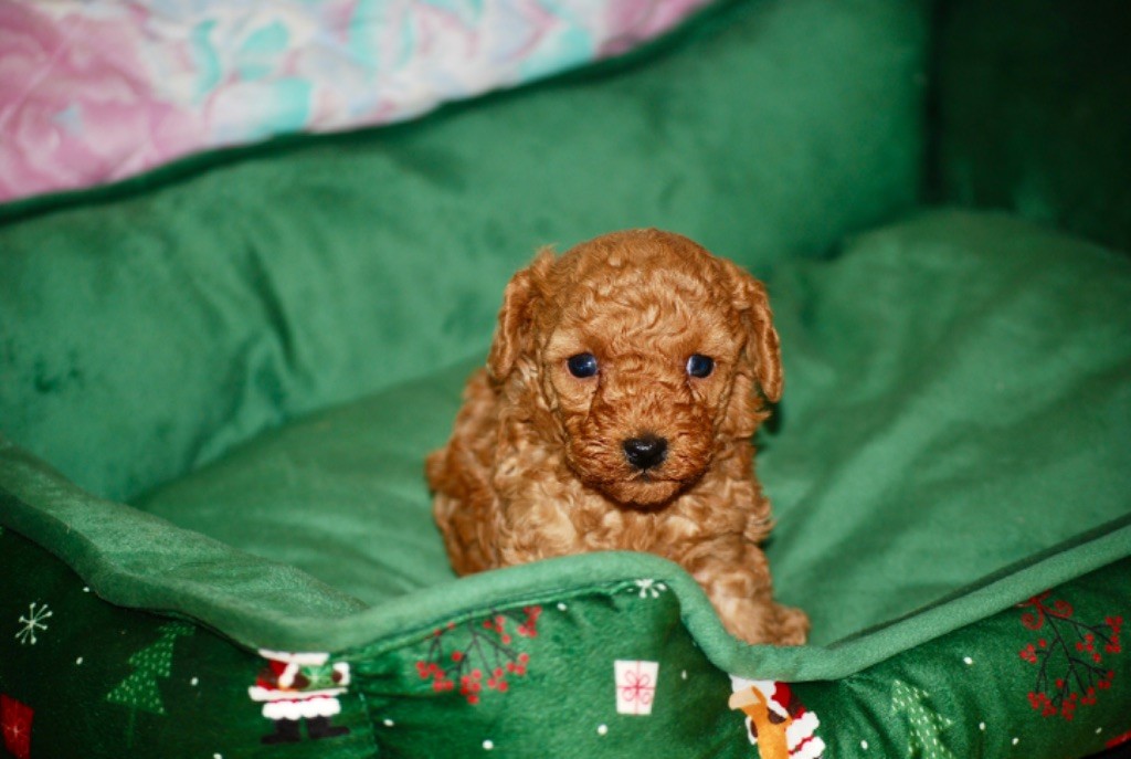 Chiot Caniche Zadatis