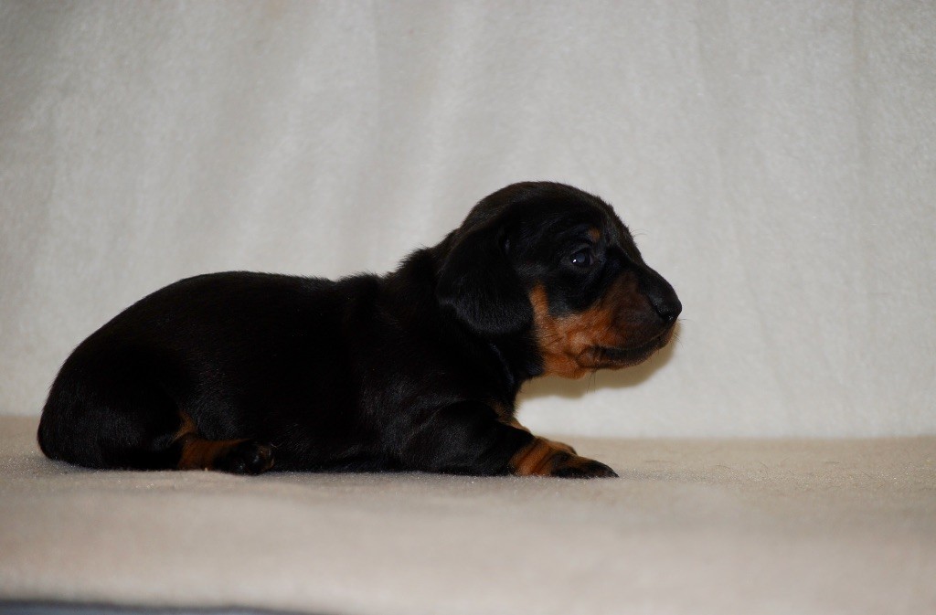 Zadatis - Chiots disponibles - Teckel poil ras