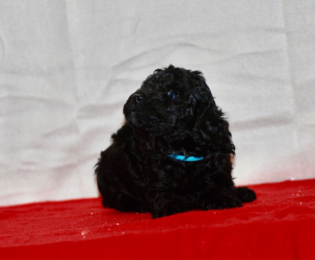 Zadatis - Chiots disponibles - Caniche