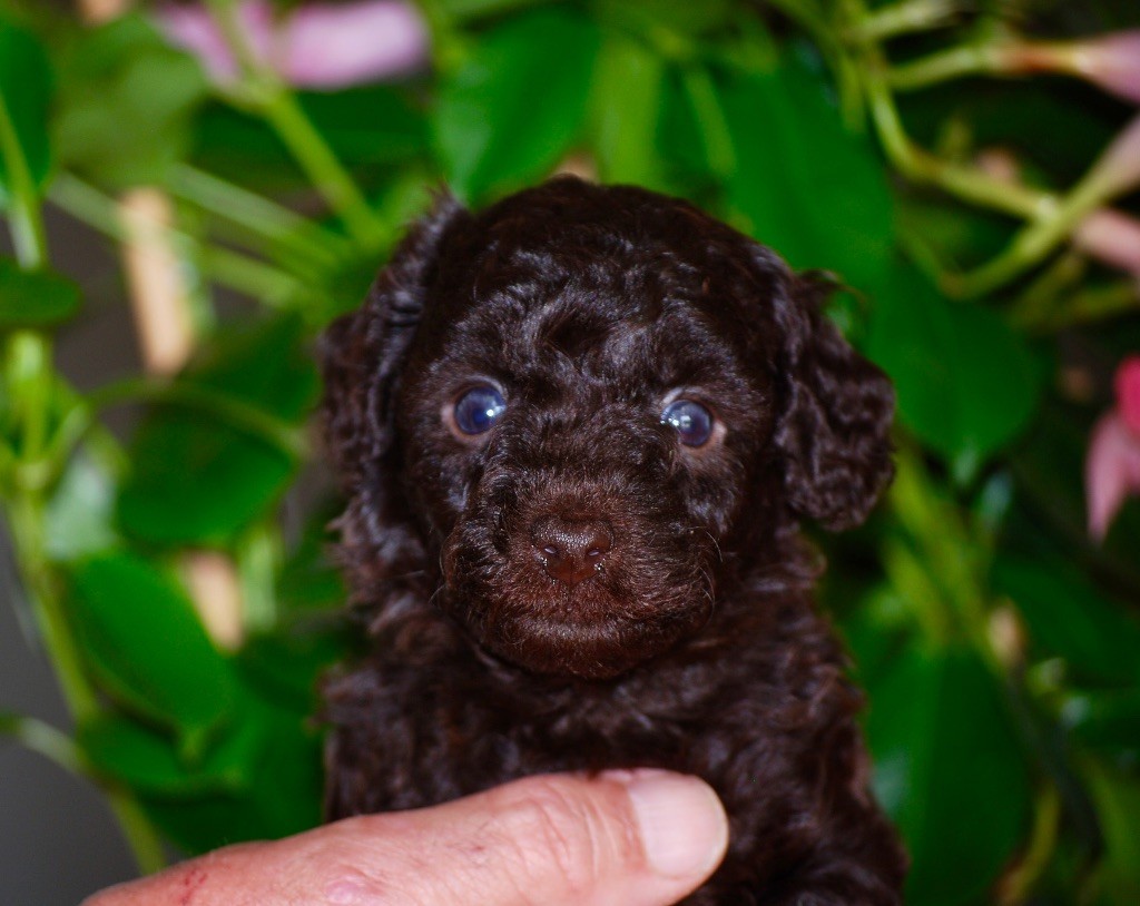 Zadatis - Chiots disponibles - Caniche