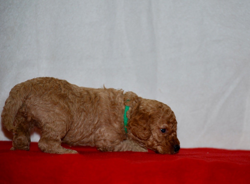 Zadatis - Chiots disponibles - Caniche