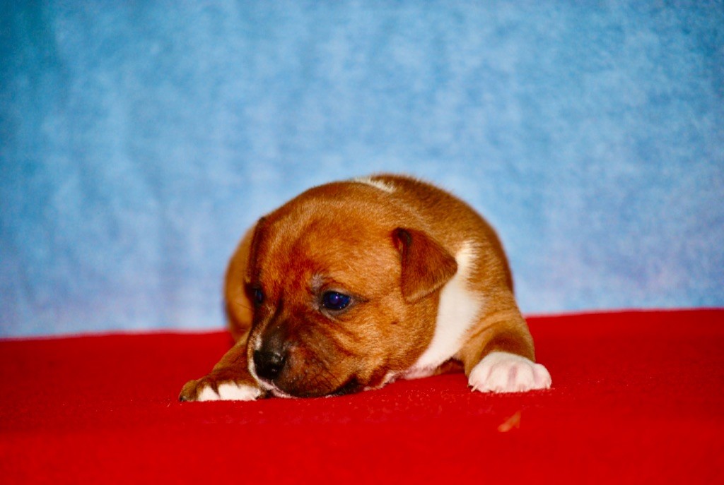 Chiot Staffordshire Bull Terrier Zadatis