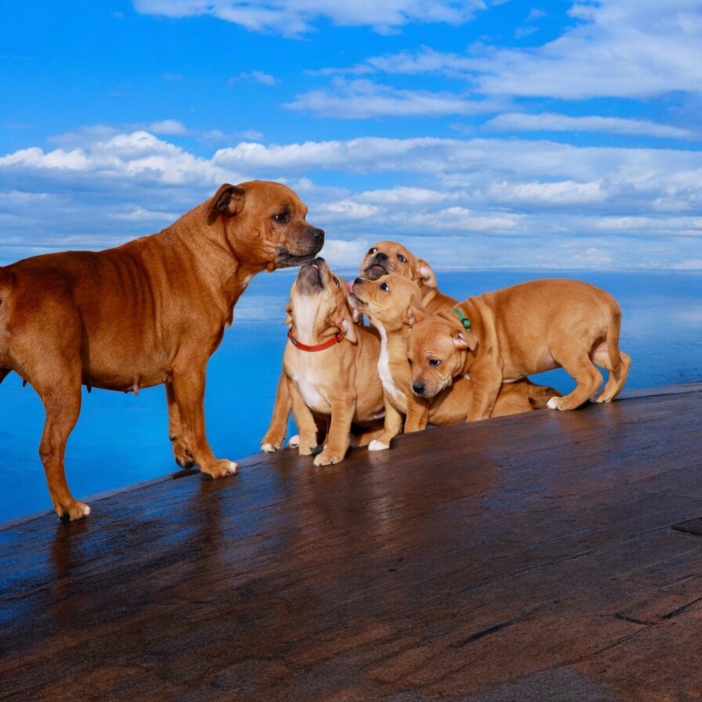 Chiot Staffordshire Bull Terrier Zadatis